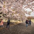 Plan Your Trip According To The Ongoing Japanese Festival