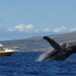 Visit Maui and spot one of the adventures creature of ocean Whales!!