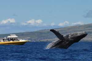 Visit Maui and spot one of the adventures creature of ocean Whales!!