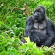 5 Must Visited Places in Rwanda